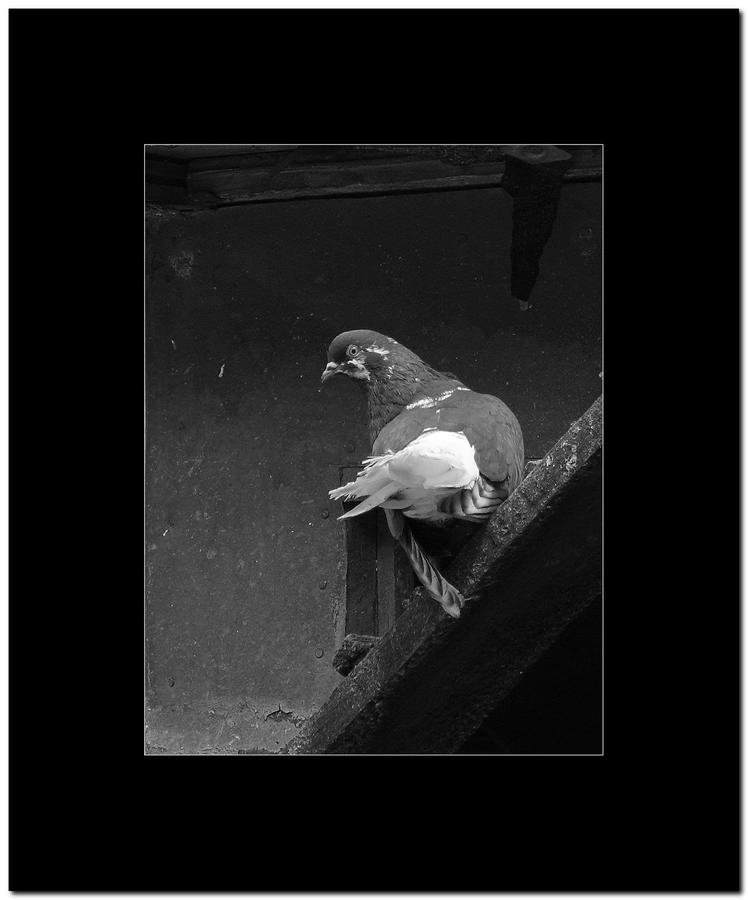 Kliknij obrazek, aby uzyskać większą wersję

Nazwa:	IMG_6407-BW_cr-FR.JPG
Wyświetleń:	6
Rozmiar:	951,9 KB
ID:	10720