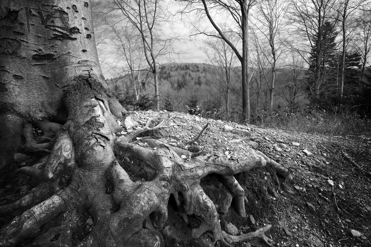 Kliknij obrazek, aby uzyskać większą wersję

Nazwa:	IMG_1381 copy.jpg
Wyświetleń:	4
Rozmiar:	12,51 MB
ID:	12211
