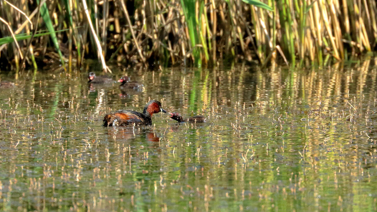Kliknij obrazek, aby uzyskać większą wersję

Nazwa:	IMGL2095_m.jpg
Wyświetleń:	5
Rozmiar:	1,34 MB
ID:	13284