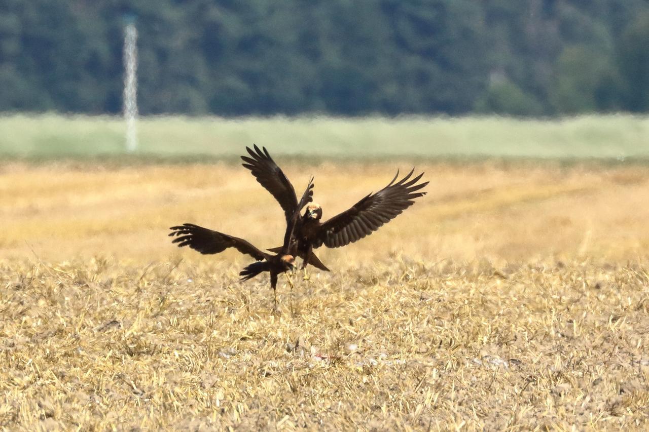 Kliknij obrazek, aby uzyskać większą wersję

Nazwa:	IMGL4231_cr.jpg
Wyświetleń:	2
Rozmiar:	830,6 KB
ID:	14727
