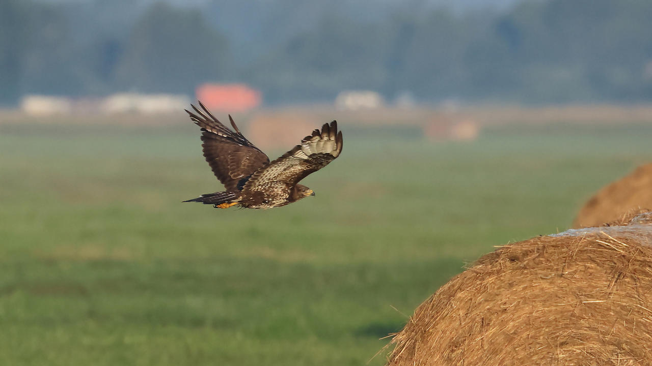 Kliknij obrazek, aby uzyskać większą wersję

Nazwa:	IMR_9911.JPG
Wyświetleń:	2
Rozmiar:	3,00 MB
ID:	17453