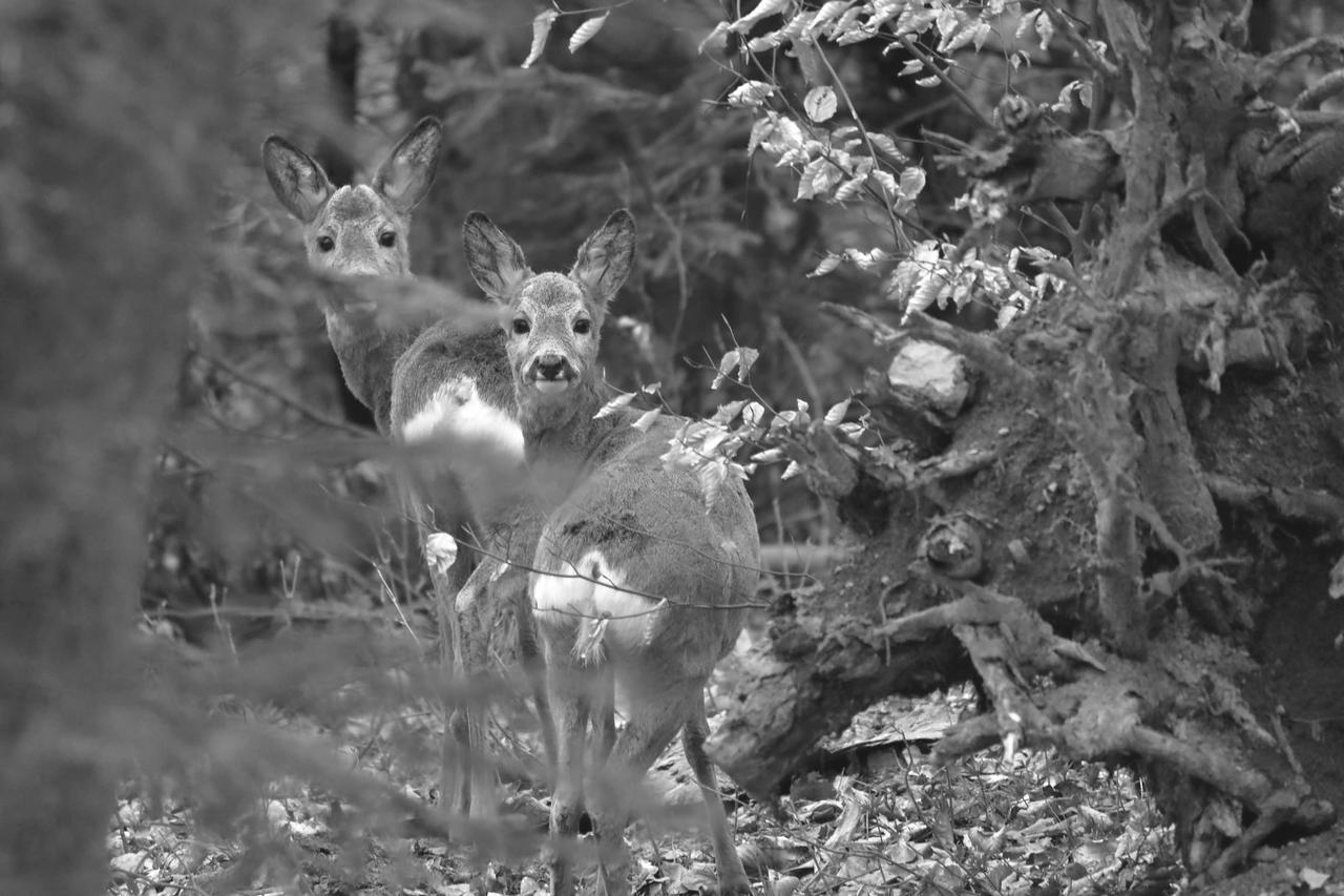 Kliknij obrazek, aby uzyskać większą wersję

Nazwa:	IMG_4809webPE_bw.JPG
Wyświetleń:	12
Rozmiar:	1,16 MB
ID:	7804