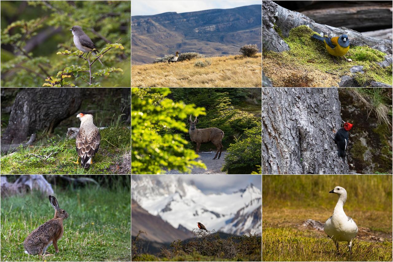 Kliknij obrazek, aby uzyskać większą wersję

Nazwa:	Wildlife.jpg
Wyświetleń:	23
Rozmiar:	4,17 MB
ID:	9828