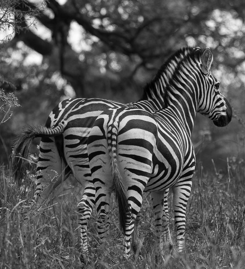 Kliknij obrazek, aby uzyskać większą wersję

Nazwa:	zebra.jpg
Wyświetleń:	20
Rozmiar:	848,0 KB
ID:	1094