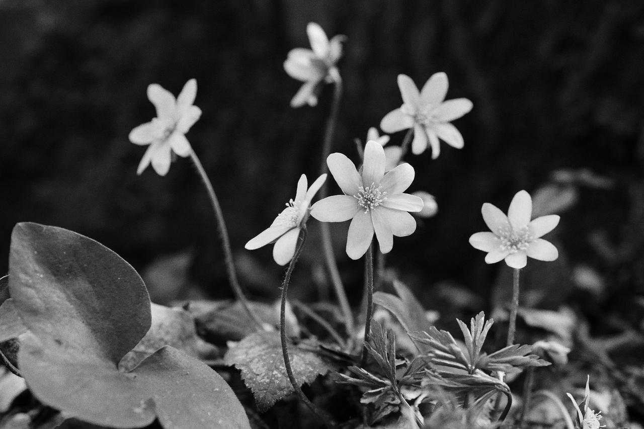 Kliknij obrazek, aby uzyskać większą wersję

Nazwa:	30310028-BW.JPG
Wyświetleń:	5
Rozmiar:	2,97 MB
ID:	10414