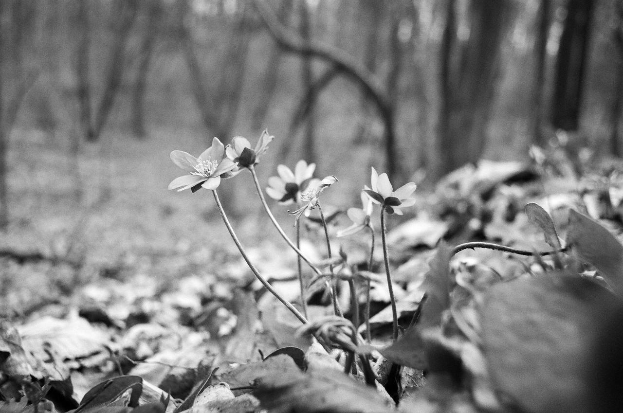 Kliknij obrazek, aby uzyskać większą wersję

Nazwa:	30310016-BW.JPG
Wyświetleń:	5
Rozmiar:	4,12 MB
ID:	10415