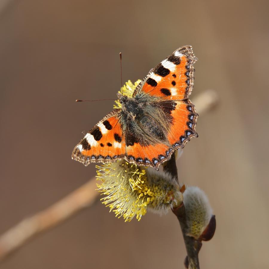 Kliknij obrazek, aby uzyskać większą wersję

Nazwa:	2022-03-25#L005motyl.jpg
Wyświetleń:	11
Rozmiar:	265,0 KB
ID:	7769