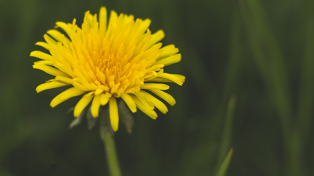 Kliknij obrazek, aby uzyskać większą wersję

Nazwa:	Dandelion.jpg
Wyświetleń:	104
Rozmiar:	217,5 KB
ID:	744