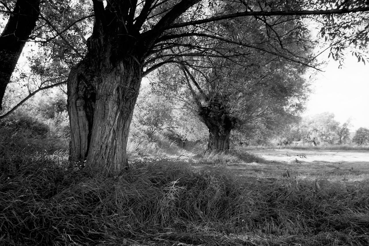 Kliknij obrazek, aby uzyskać większą wersję

Nazwa:	Negative0-32-32(1)-BW.jpg
Wyświetleń:	6
Rozmiar:	2,08 MB
ID:	11040