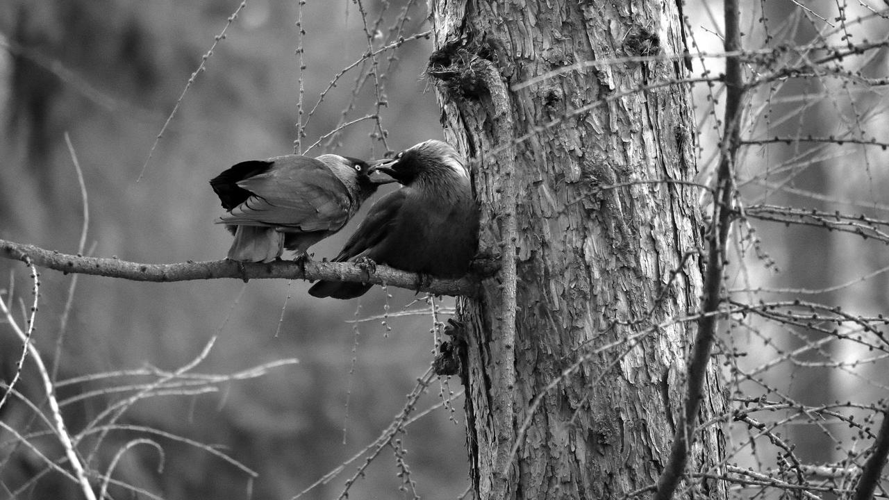 Kliknij obrazek, aby uzyskać większą wersję

Nazwa:	IMG_2073-4-BW.JPG
Wyświetleń:	0
Rozmiar:	5,93 MB
ID:	16213