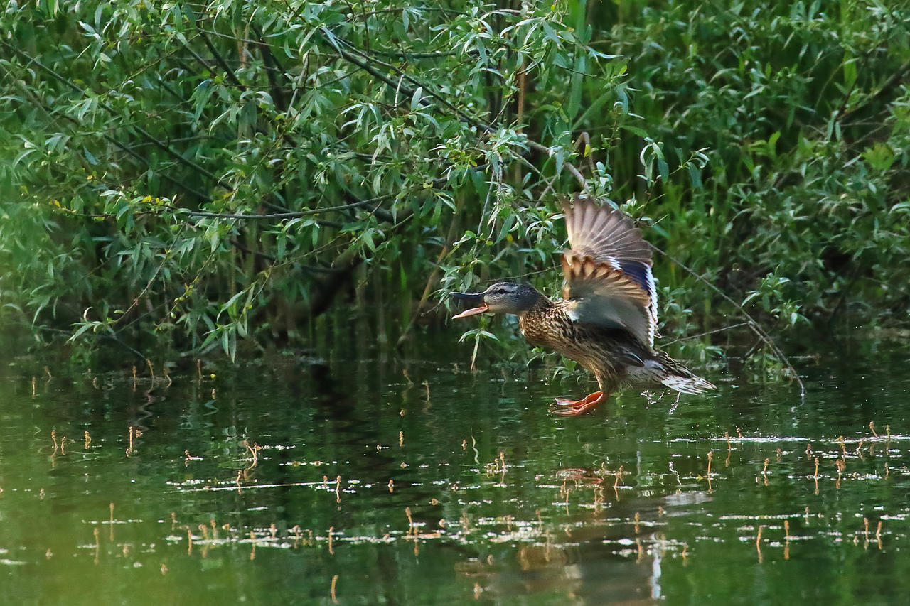 Kliknij obrazek, aby uzyskać większą wersję

Nazwa:	IMGL8354 copyR.jpg
Wyświetleń:	1
Rozmiar:	4,15 MB
ID:	12871