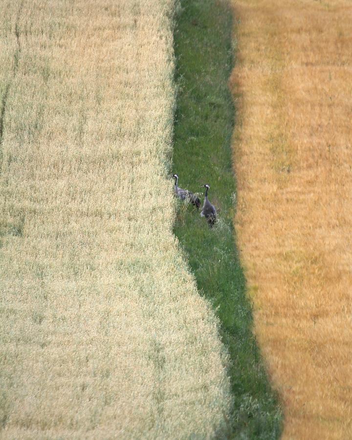 Kliknij obrazek, aby uzyskać większą wersję

Nazwa:	2022-07-17#L005zurawie.jpg
Wyświetleń:	16
Rozmiar:	505,0 KB
ID:	8474