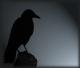 Awatar Dark Raven
