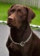 Awatar Labrador